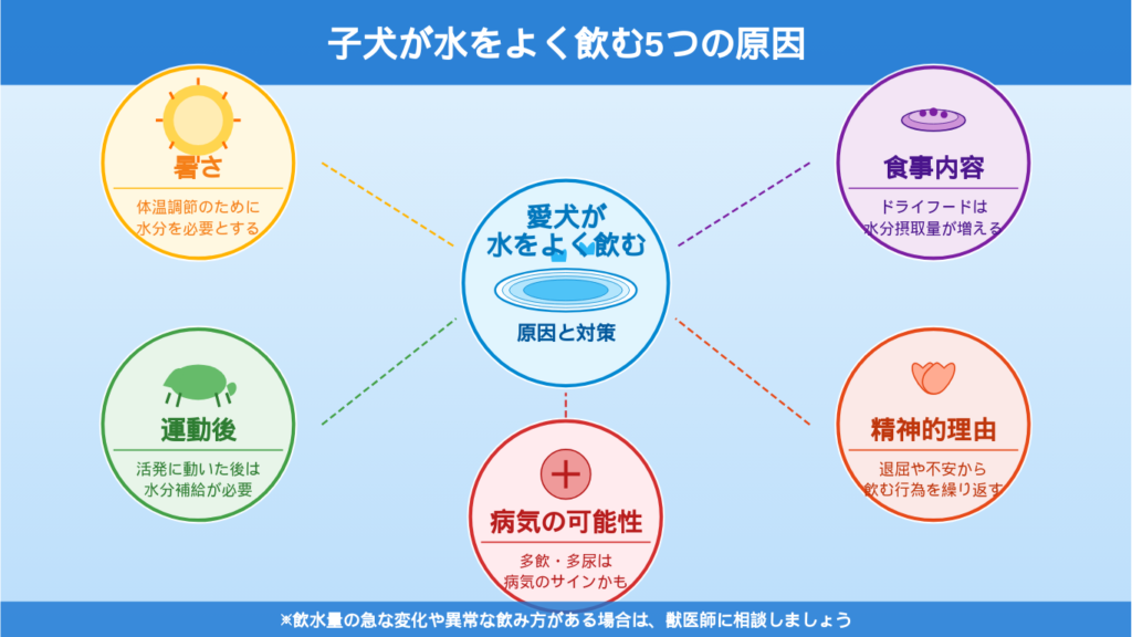 子犬が水をよく飲む原因を吹き出しアイコンで示したインフォグラフィック。暑さや運動量、病気などの可能性
