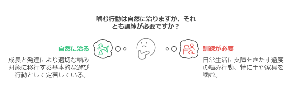 成長とともに噛む行動が自然に落ち着くケースと、しつけが必要な場合の違いを解説」