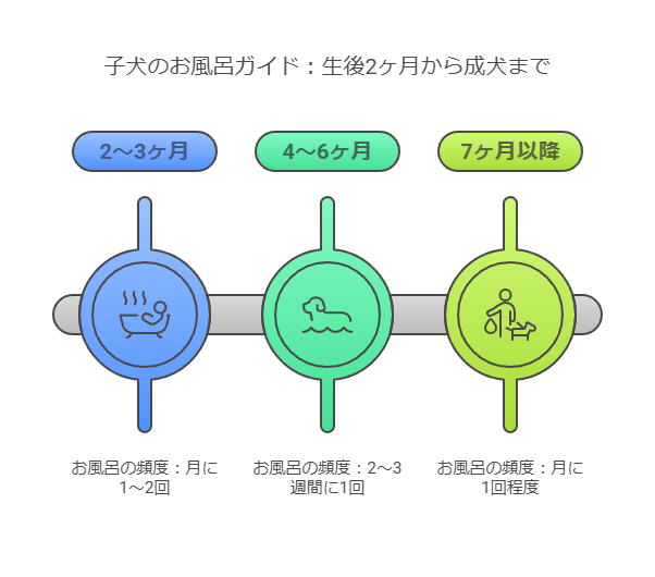 子犬の月齢別お風呂頻度と注意点を示すインフォグラフィック。2〜3か月、4〜6か月、7か月以降の3段階を比較する画像